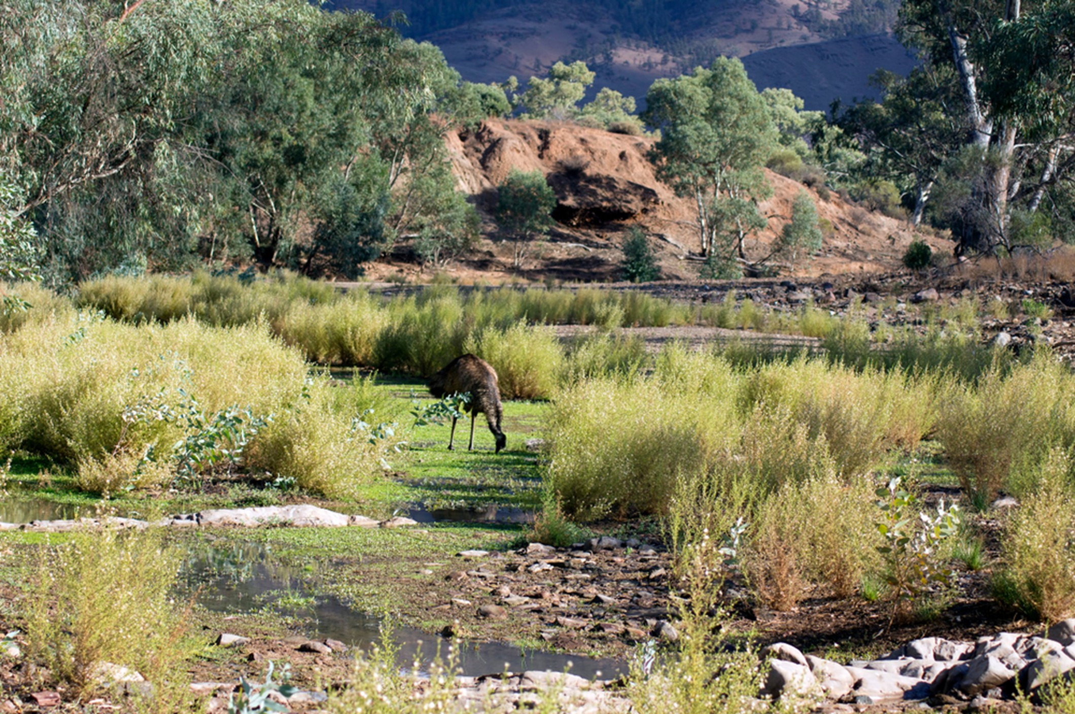 Flinders3.jpg